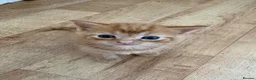 Mixed Breed cats for sale: 5 gorgeous kittens  - Advert 10