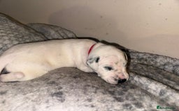 Dalmatian dogs for sale: PEDIGREE Dalmatian Puppies ready by 19th December  - Image 11