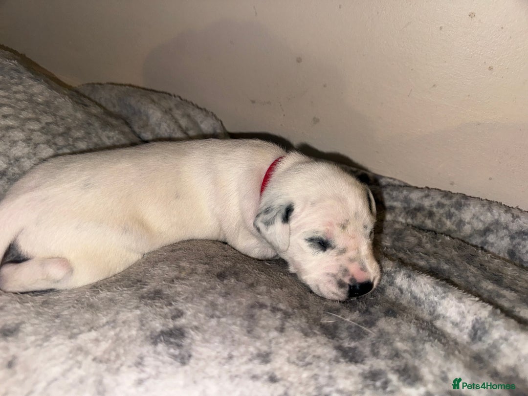 Dalmatian dogs for sale: PEDIGREE Dalmatian Puppies ready by 19th December  - Image 11
