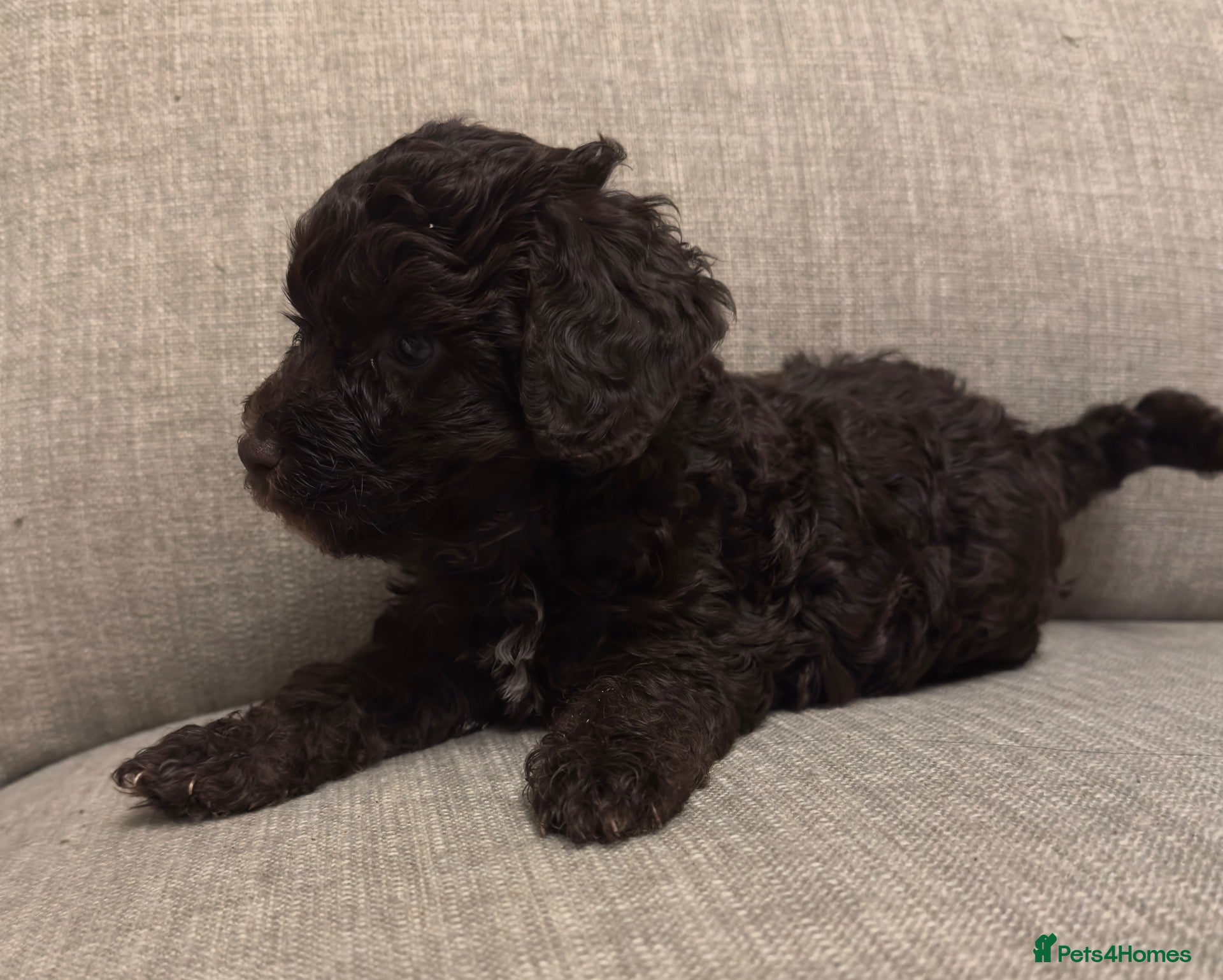 Cockapoo dogs **2 left** stunning Merle gene cockapoo puppies  - Advert 11