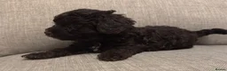 Cockapoo dogs for sale: **2 left** stunning Merle gene cockapoo puppies  - Advert 1