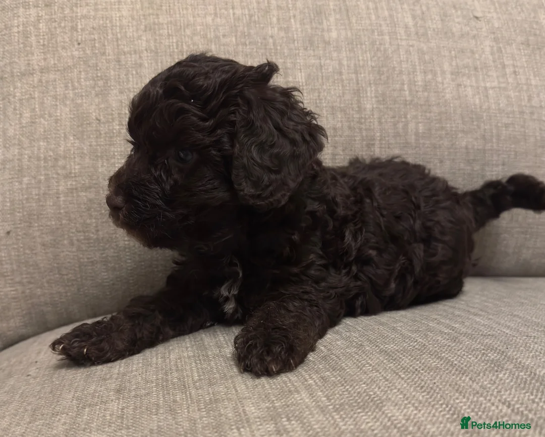 Cockapoo dogs for sale: **2 left** stunning Merle gene cockapoo puppies  - Advert 1