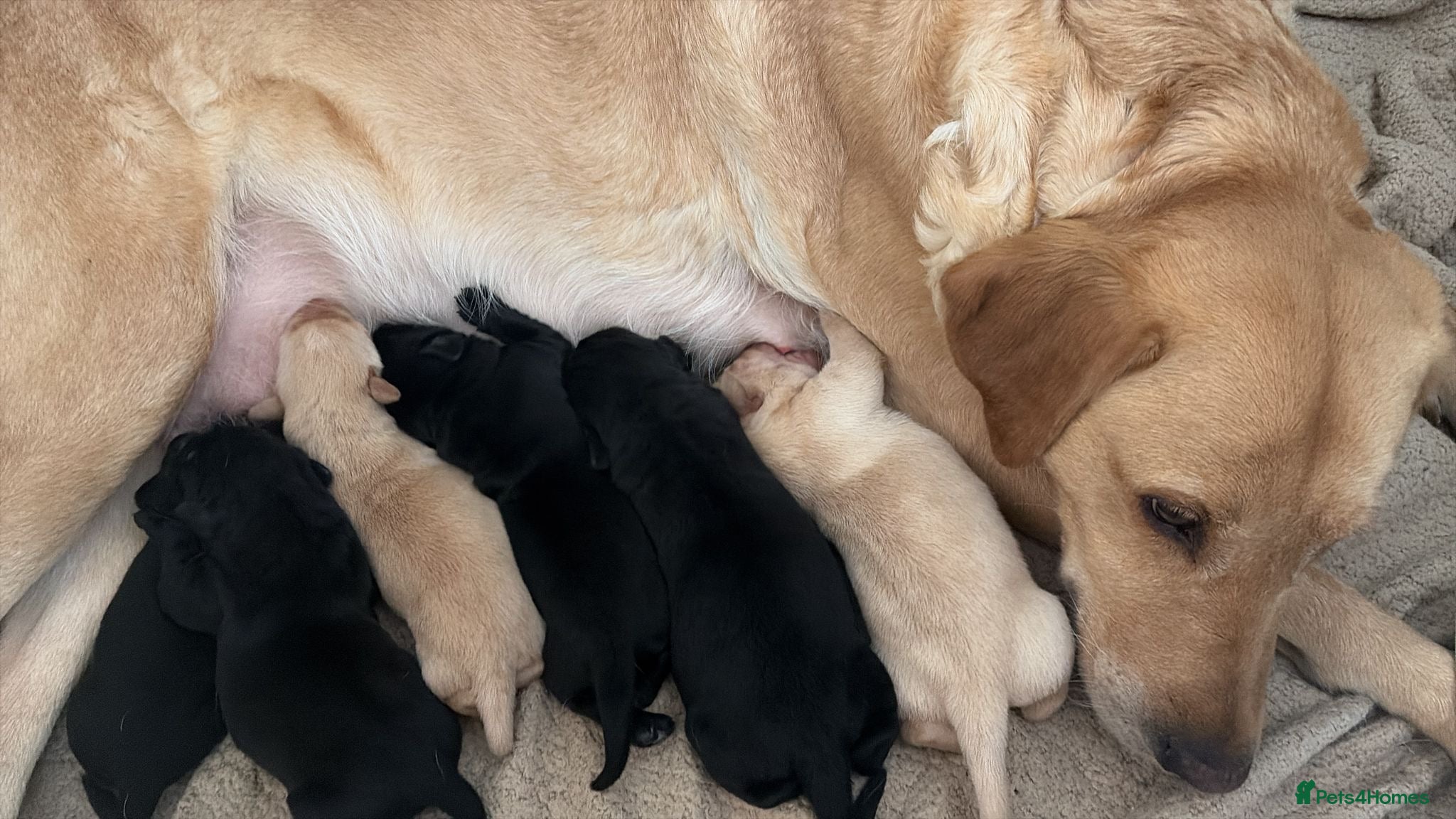 Labrador Retriever dogs 6 beautiful lab girls  - Advert 1