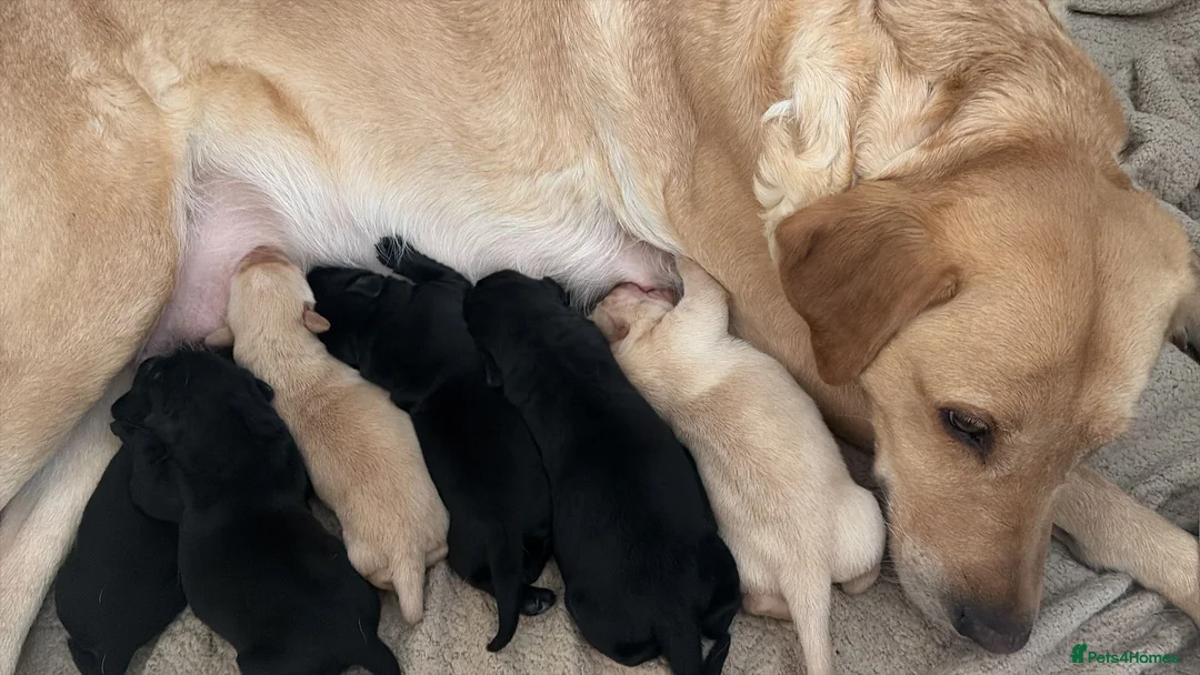 Labrador Retriever dogs for sale: 6 beautiful lab girls  in Surbiton - Advert 1