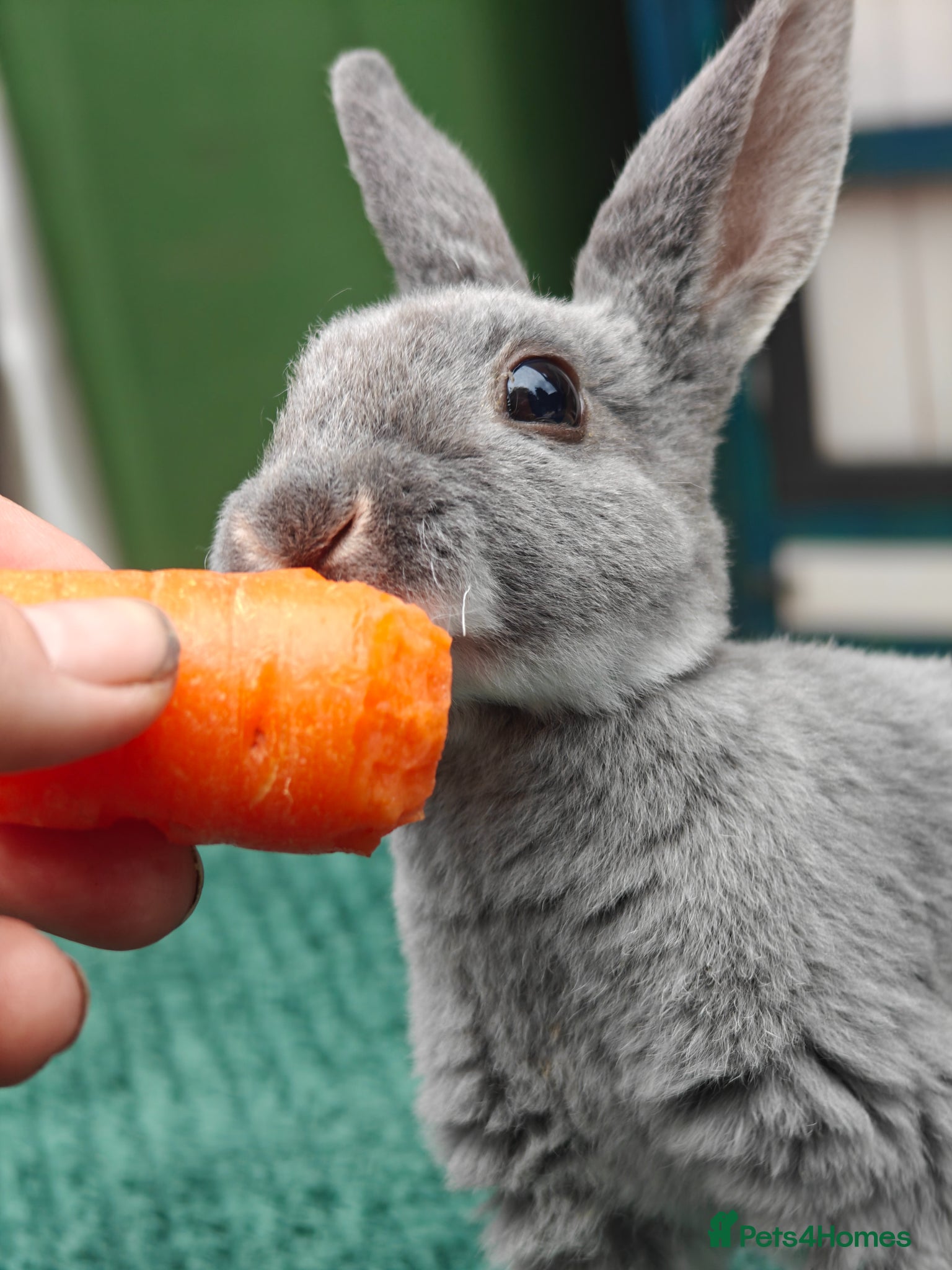 Rex rabbits Mini Rex Rabbits  - Advert 5