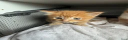 Domestic Shorthair cats for sale: Stunning Domestic Shorthair Kittens - Advert 15