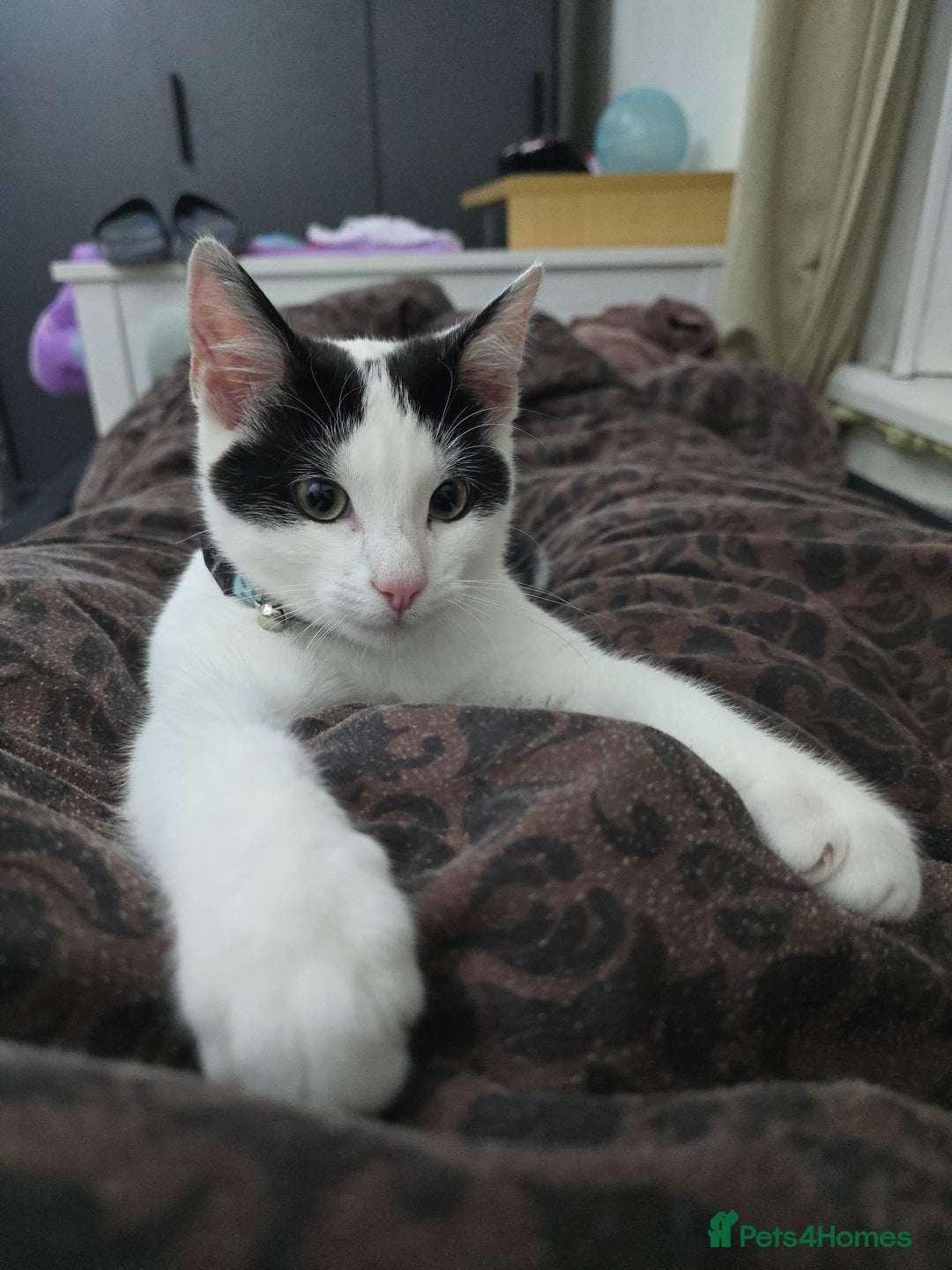 Domestic Shorthair cats for sale: Kitten black and white - Image 4