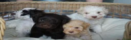 Schnoodle dogs for sale: Beautiful Schnoodle puppies  - Advert 1