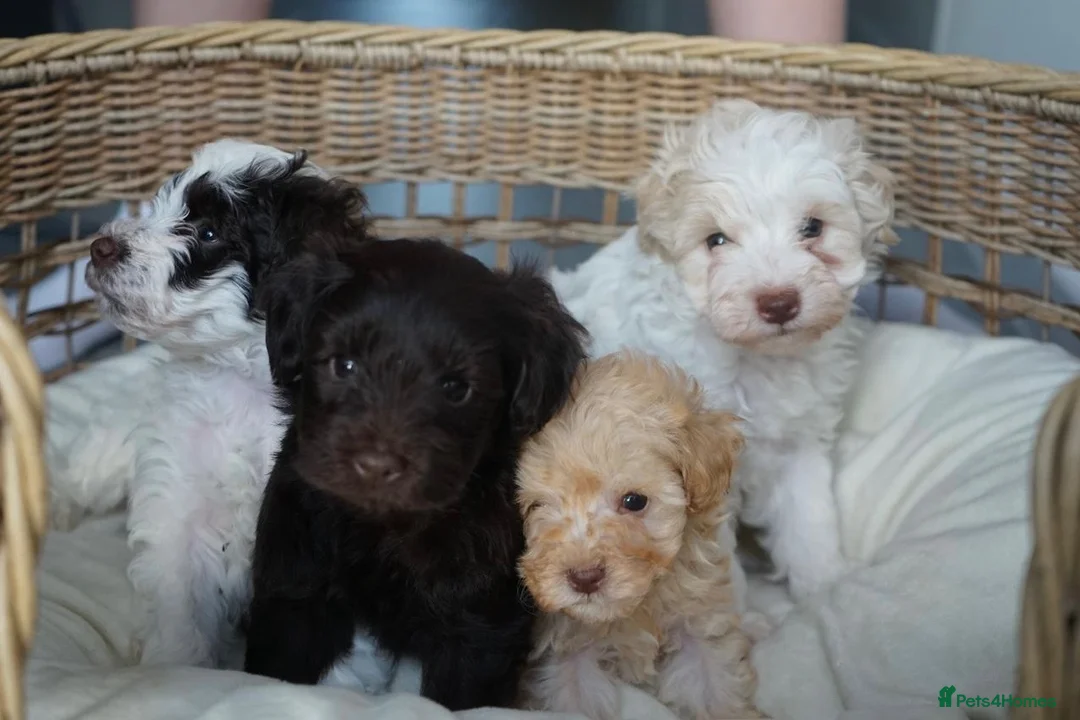 Schnoodle dogs for sale: Beautiful Schnoodle puppies  - Advert 1