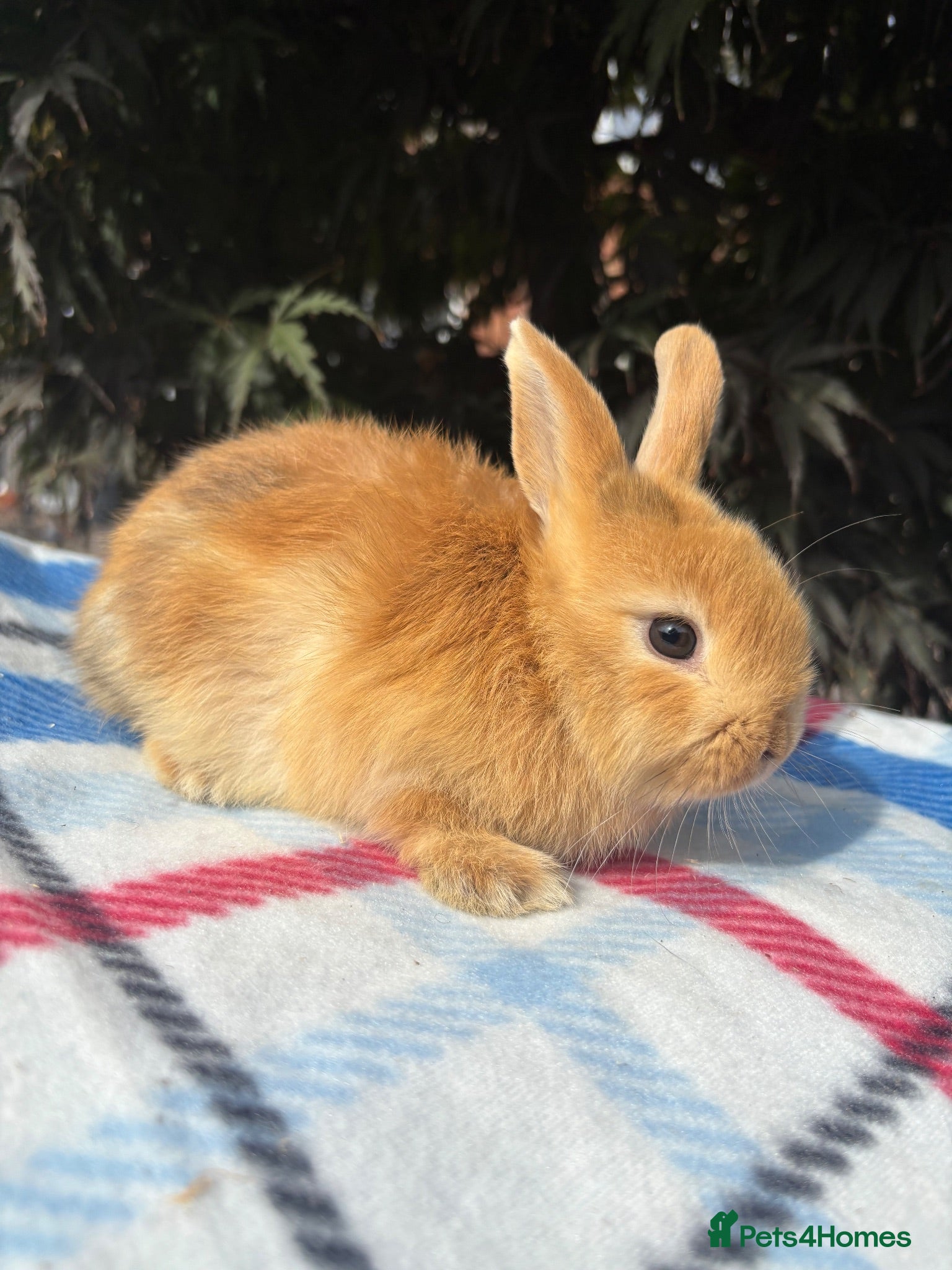 Mixed Breed rabbits Orange Mini lop + Mini lop cross black orange  - Advert 2