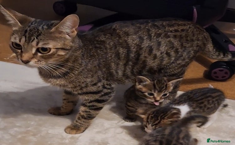 Mixed Breed cats 1/4 bengal x Britain short hair tabby kittens - Advert 1