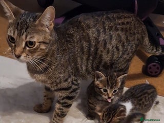 Mixed Breed cats for sale: 1/4 bengal x Britain short hair tabby kittens - Advert 1
