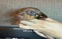 Miniature Dachshund dogs for sale: 7 beautiful miniature dachshund puppies for sale - Image 3