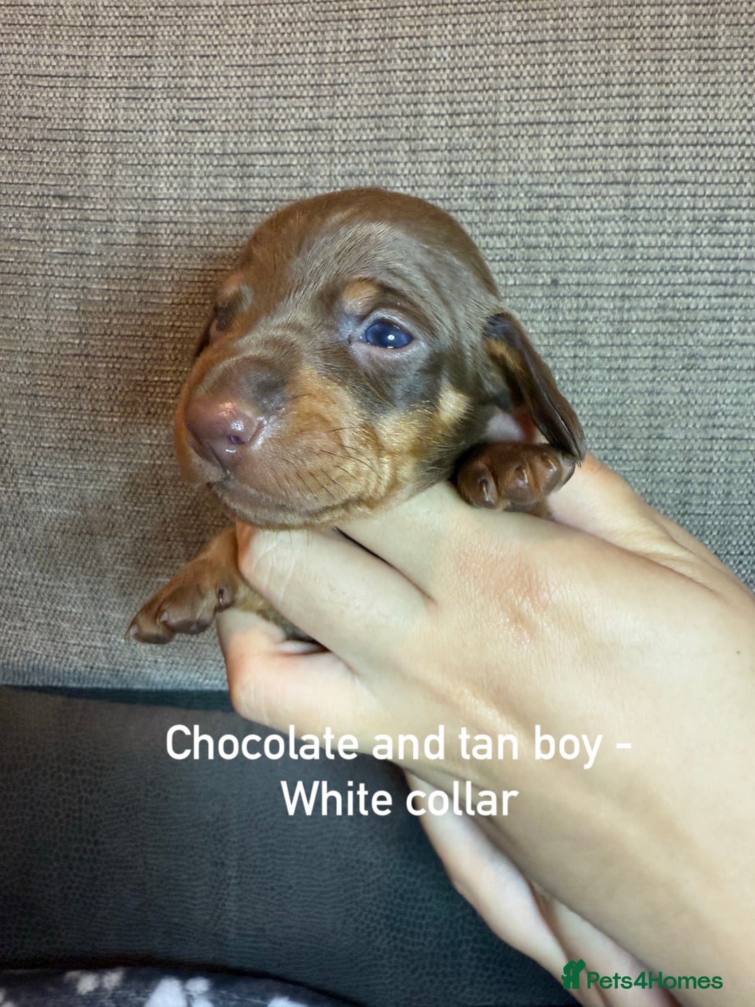 Miniature Dachshund dogs for sale: 7 beautiful miniature dachshund puppies for sale - Image 3
