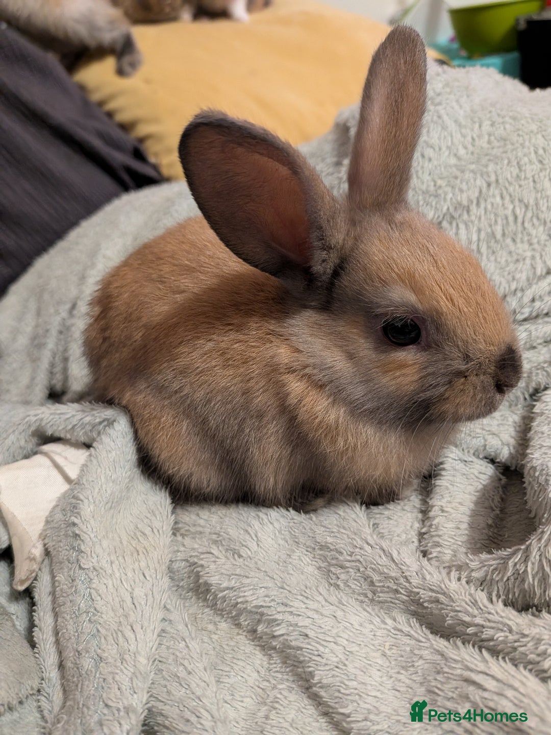 Mixed Breed rabbits for sale: 3 mixed baby rabbits - Advert 5