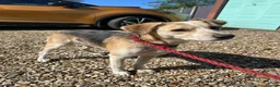 Mixed Breed dogs for adoption: Adorable Thanos needs his own forever home  in Atherstone - Advert 12