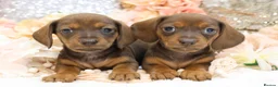 Dachshund dogs for sale: KC Miniature Dachshund Puppies - Advert 10
