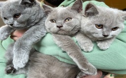 Scottish Fold cats for sale: Beautiful scotish fold straight ear kittens 🐱 ❤️ in Altrincham - Image 32