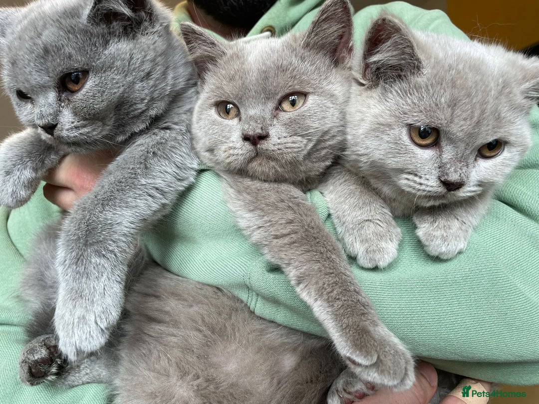 Scottish Fold cats for sale: Beautiful scotish fold straight ear kittens 🐱 ❤️ in Altrincham - Image 32