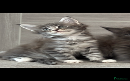 Maine Coon cats for sale: TICA DNA tested 5 Gen Pedigree  - Image 5