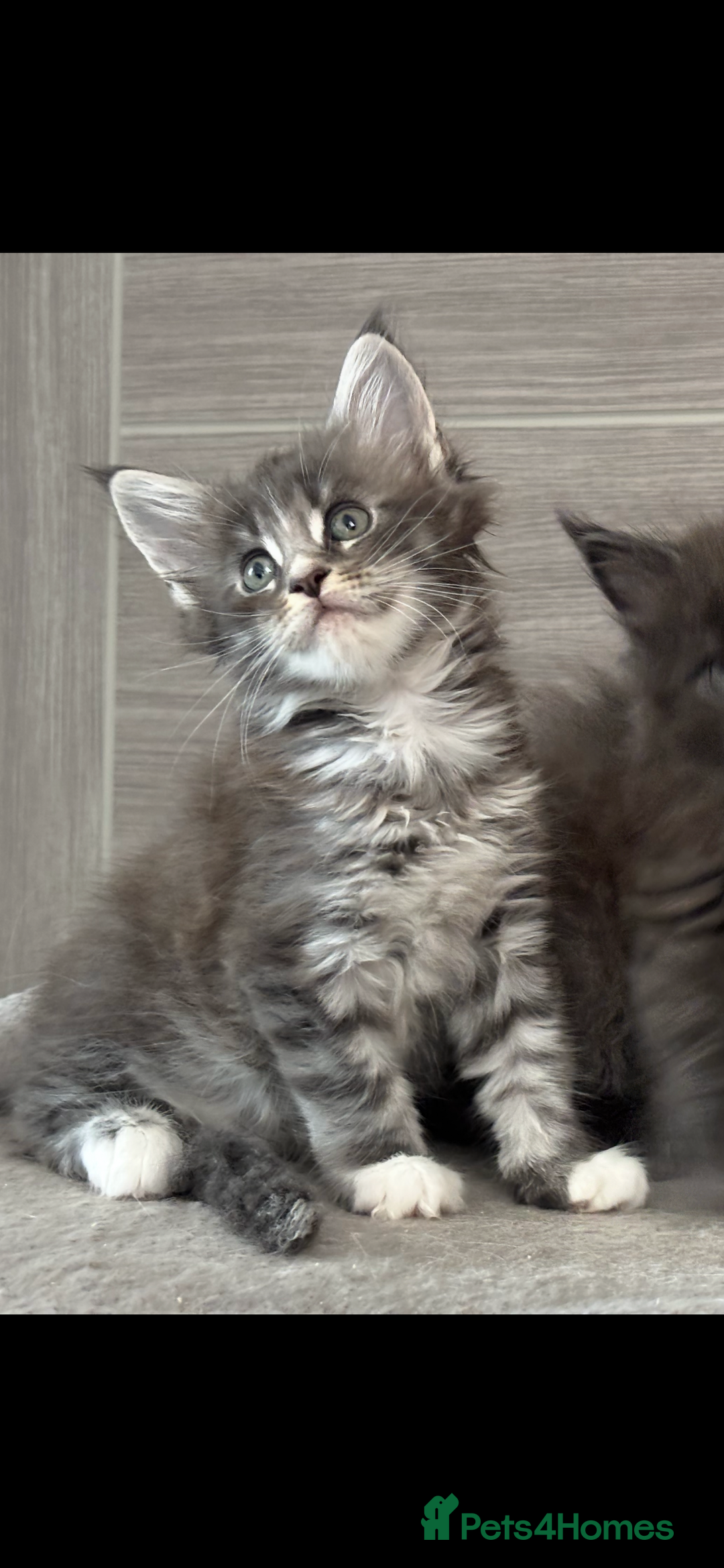 Maine Coon cats for sale: TICA DNA tested 5 Gen Pedigree  - Image 5