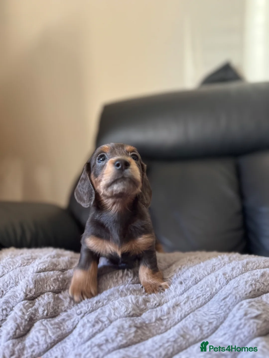 Dachshund dogs for sale: kc Miniature daschunds Puppys  - Advert 2
