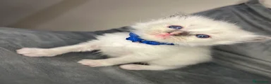 💙Blue male kitten 3