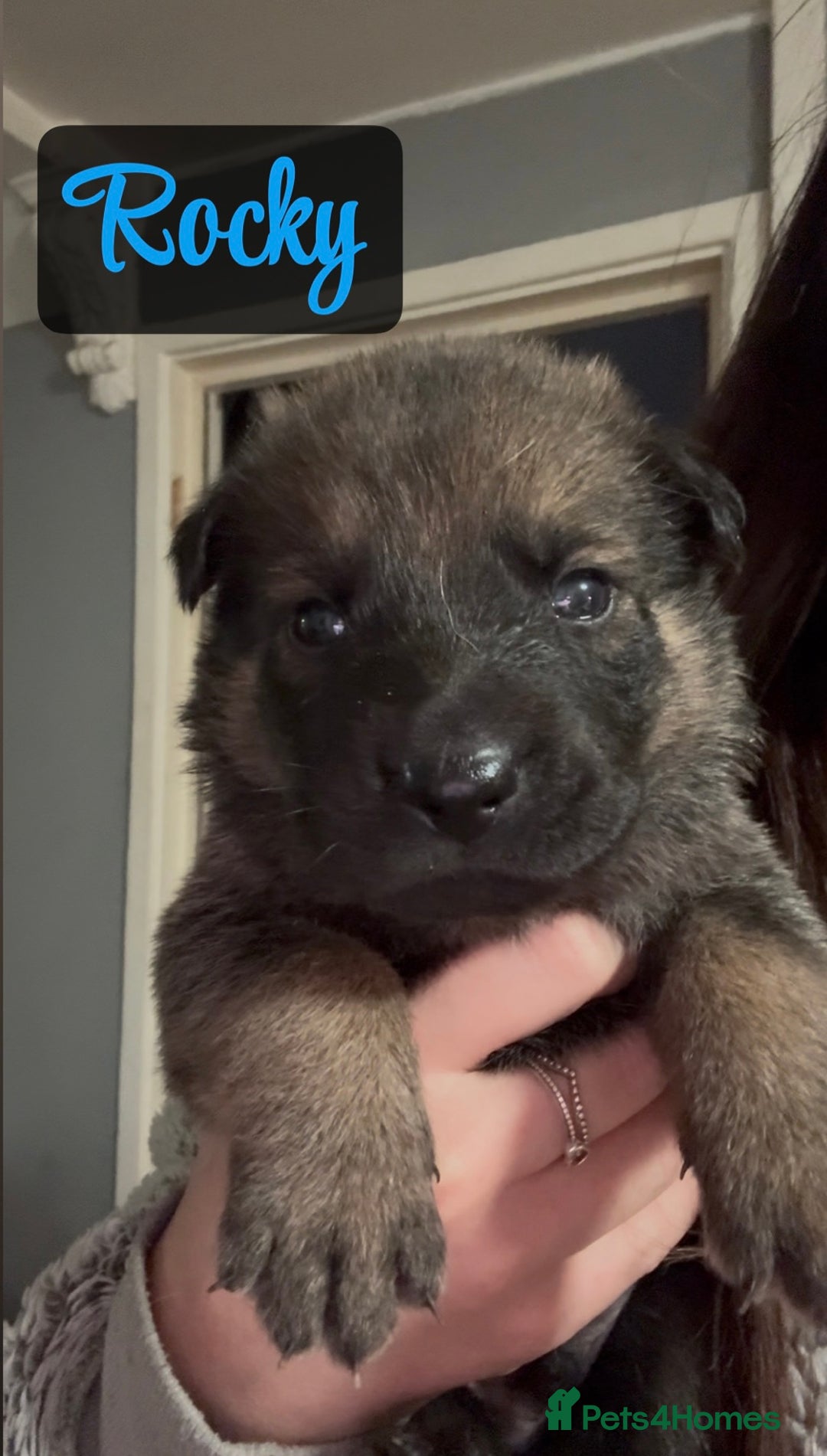 Shepsky dogs for sale: 9 beautiful Shepsky puppies in Doncaster - Advert 6