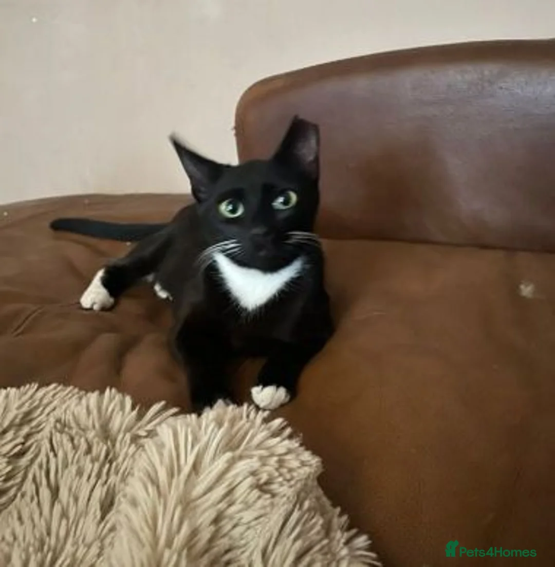 Mixed Breed cats for adoption: VIXEN in Barnsley - Advert 2
