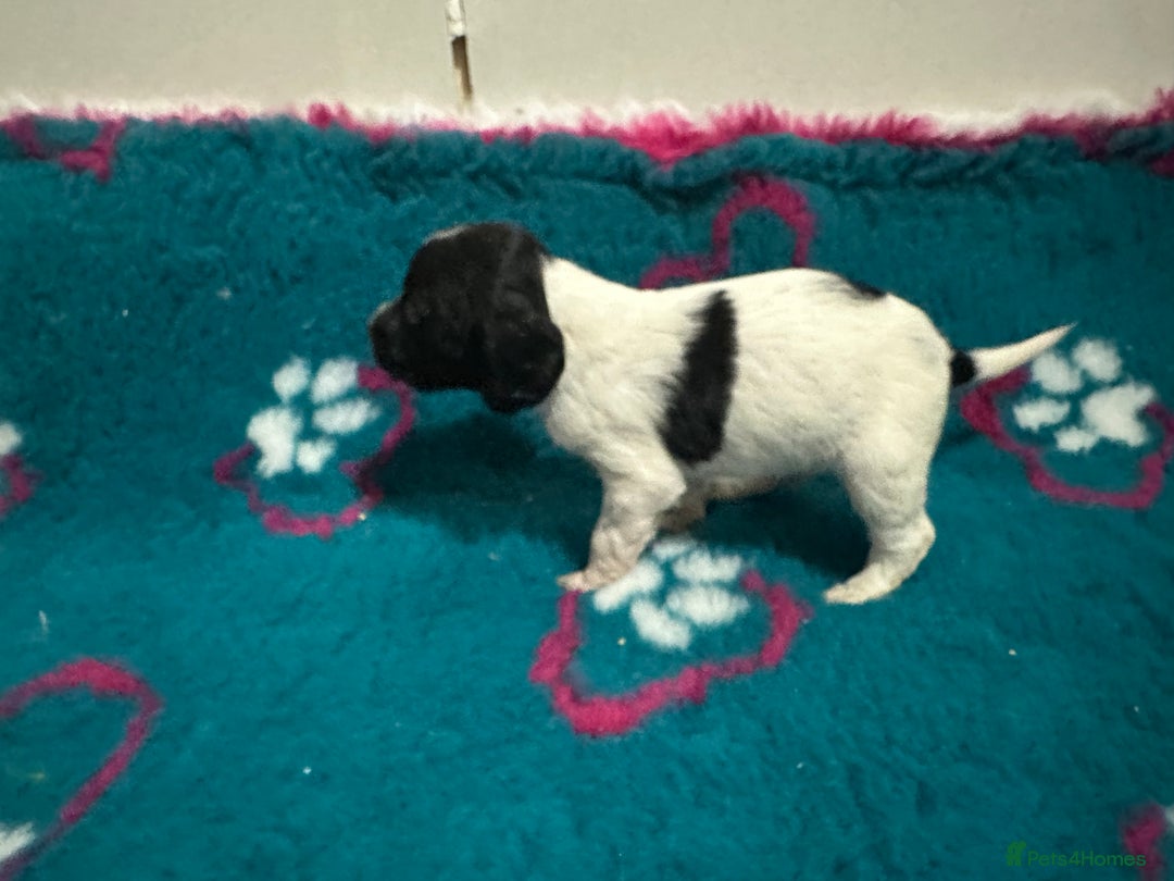 Sprocker dogs for sale: Sprocker spaniel puppies  - Advert 11
