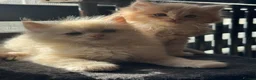 Ragdoll cats for sale: TICA Reg Rare Cherubim Ragdolls - Advert 15