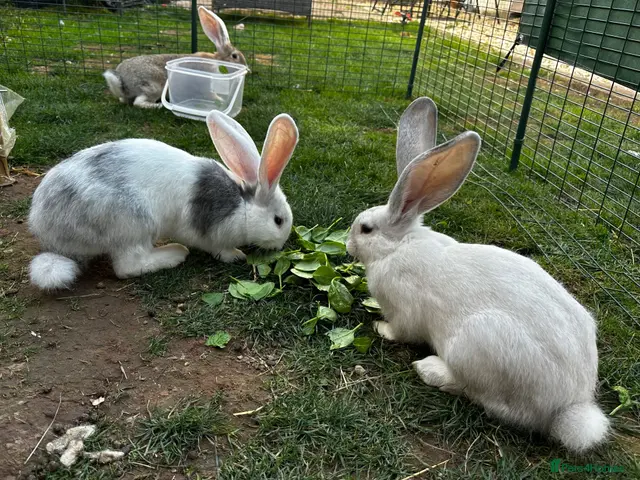 Continental Giant rabbits for sale: Continental Giant Babies - Advert 6