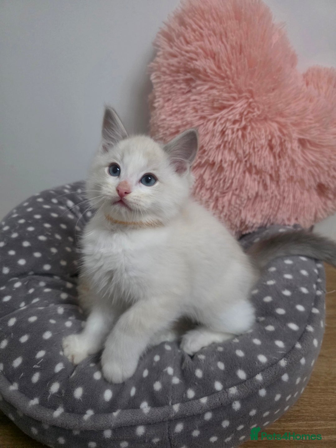 Ragdoll cats for sale: Beautiful GCCF Registered kittens - Advert 14