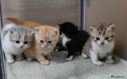 British Shorthair cats for sale: Beautiful unusual British shorthair kittens - Image 5