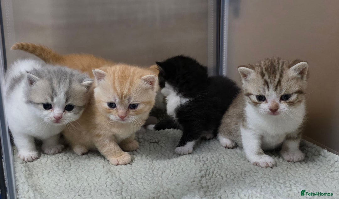 British Shorthair cats for sale: Beautiful unusual British shorthair kittens - Image 5