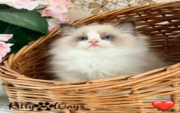 Ragdoll cats for sale: 🐾🩷*TICA REG* LYNX TABBY EU RAGDOLL KITTENS🩵🐾 - Image 24