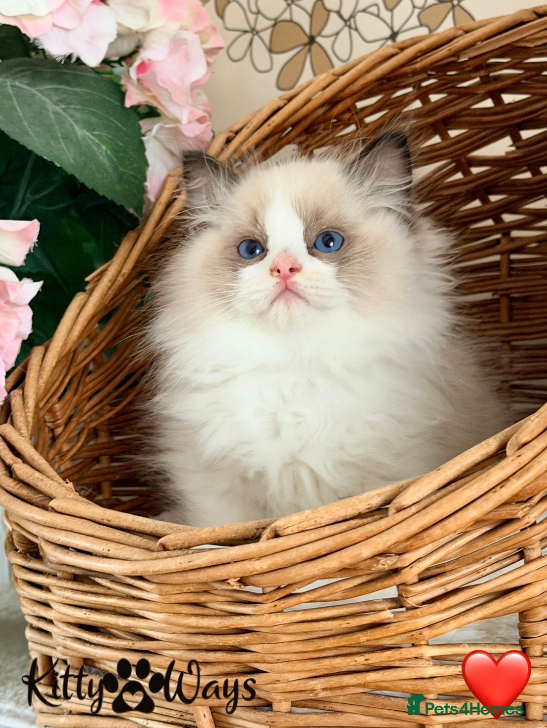 Ragdoll cats for sale: 🐾🩷*TICA REG* LYNX TABBY EU RAGDOLL KITTENS🩵🐾 - Image 24