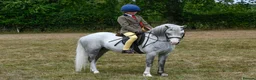 Welsh Section A horses for sale: 11.3 Welsh A Gelding  in Bristol - Advert 1