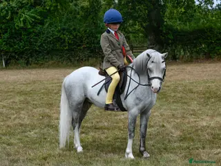 Welsh Section A horses 11.3 Welsh A Gelding in Bristol - Advert 1