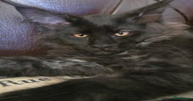 Maine Coon cats - Advert 9