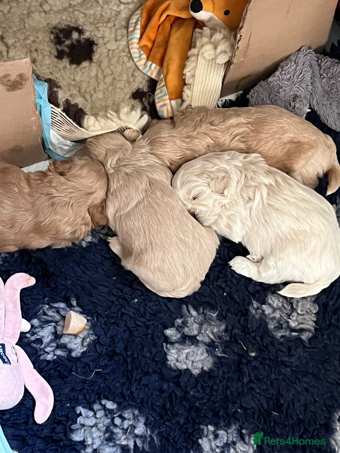 Shihpoo dogs for sale: Stunning Shih poo puppies  - Advert 9