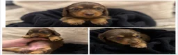Miniature Dachshund dogs for sale: Miniature long hair dachshund Puppies  - Advert 23