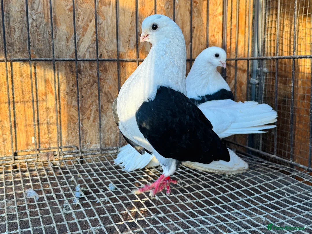 Pigeons birds for sale: TAGANROG FANCY TUMBLERS FOR SALE - Advert 5