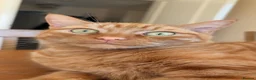 Domestic Shorthair cats for sale: TeddyBear - Advert 3