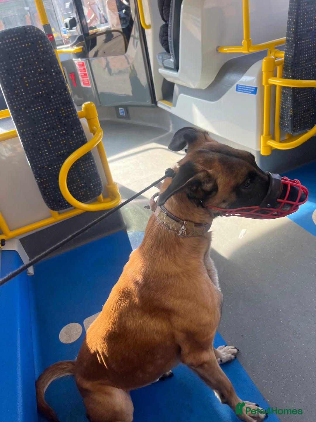 Mixed Breed dogs for sale: Zu - Belgian shepherd x Greyhound  - Advert 5