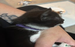 Mixed Breed cats for sale: Female kitten ready from Sunday  - Image 3