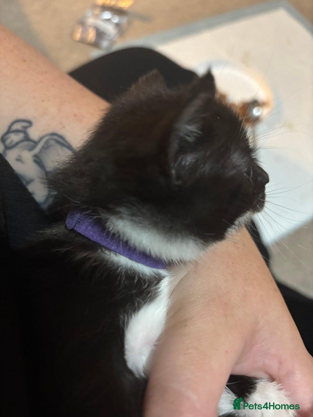 Mixed Breed cats for sale: Female kitten ready from Sunday  - Image 3