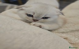 British Longhair cats for sale: snow white kittens - Image 4
