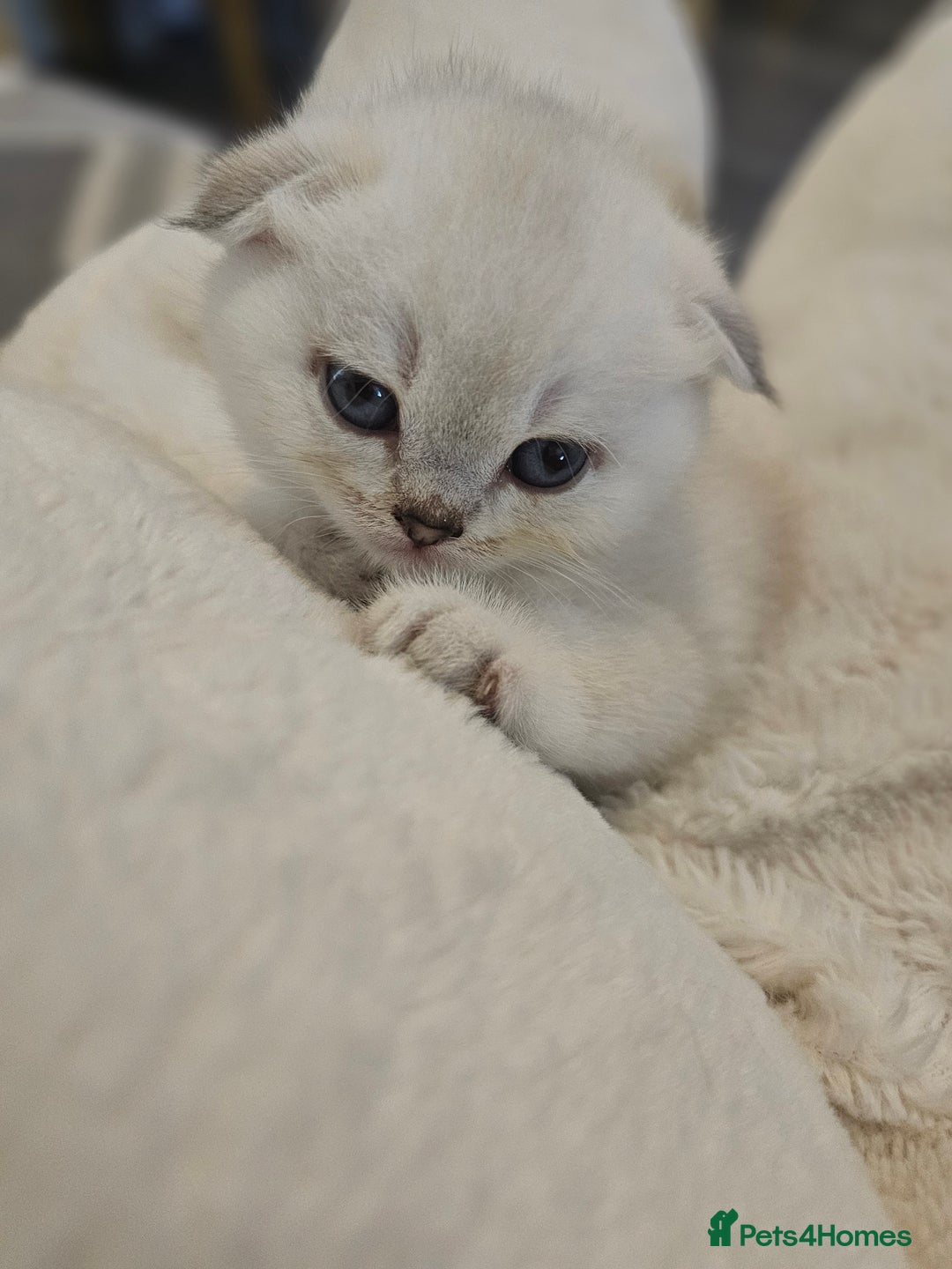 British Longhair cats for sale: snow white kittens - Image 4