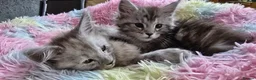 Maine Coon cats for sale: Tica reg kittens- neutered. 3 left Ready soon - Advert 14